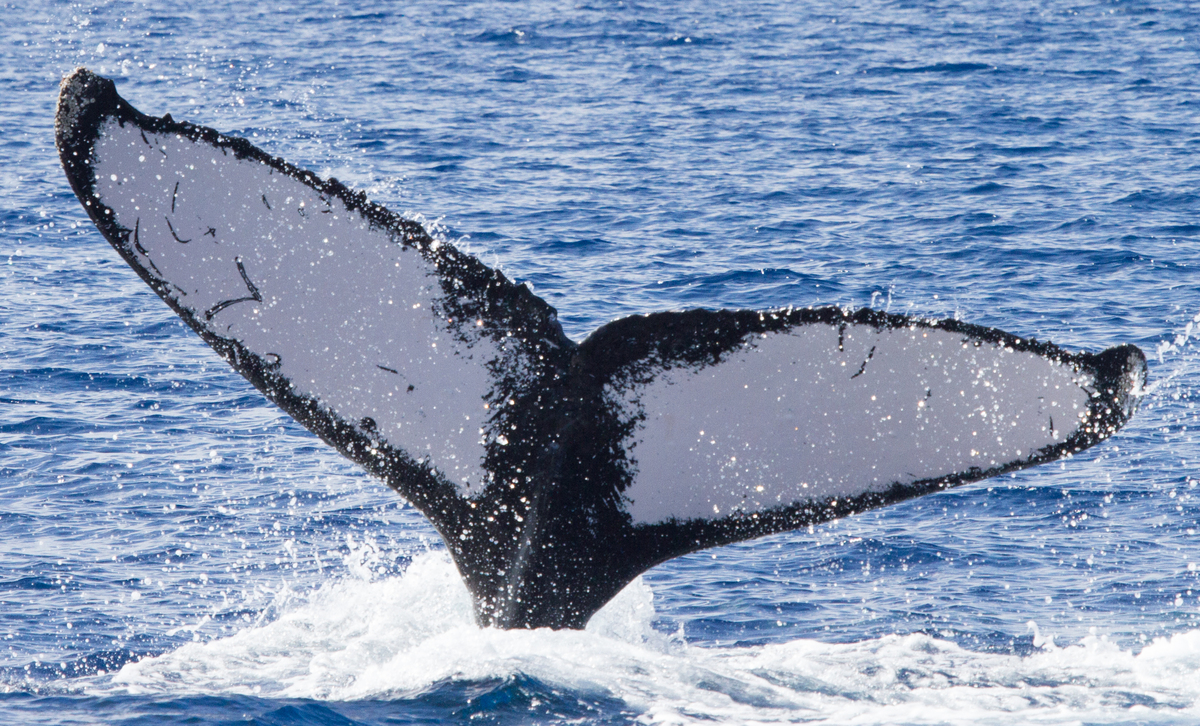 Fluke of HIHWNMS-2016-3-28_G04A02