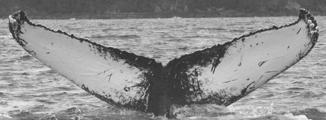 Fluke of SEAK-1397