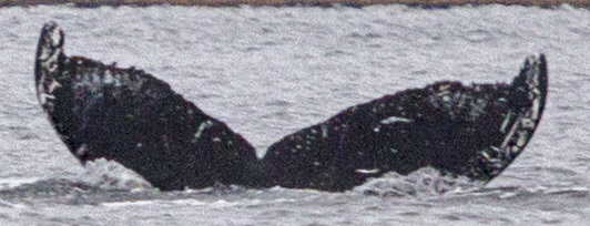Fluke of SEAK-5244