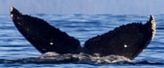 Fluke of SEAK-5502