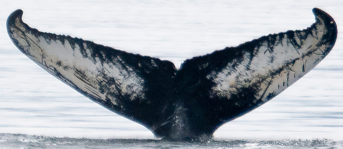 Fluke of Jules (FS)