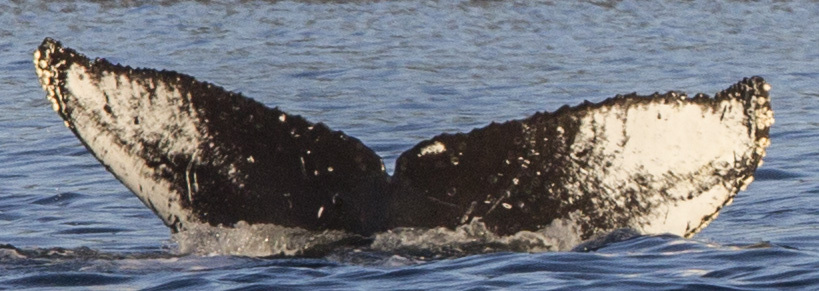 Fluke of SEAK-5098