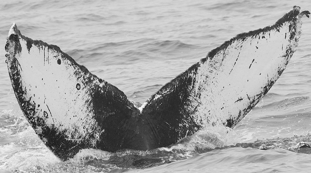 Fluke of CRC-9009