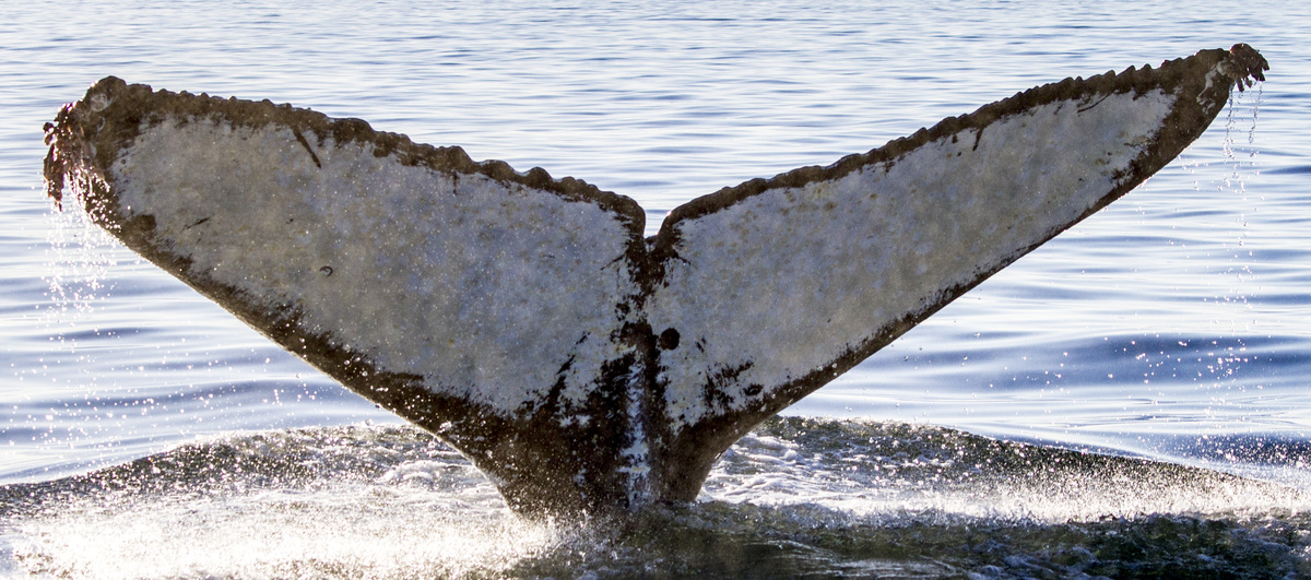 Fluke of SEAK-2358