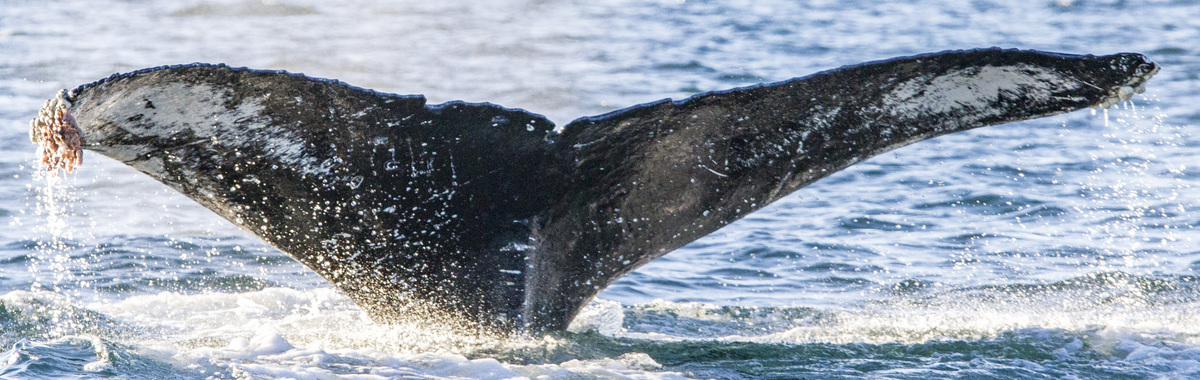 Fluke of SEAK-NMFS-JRM-20091117-1-114