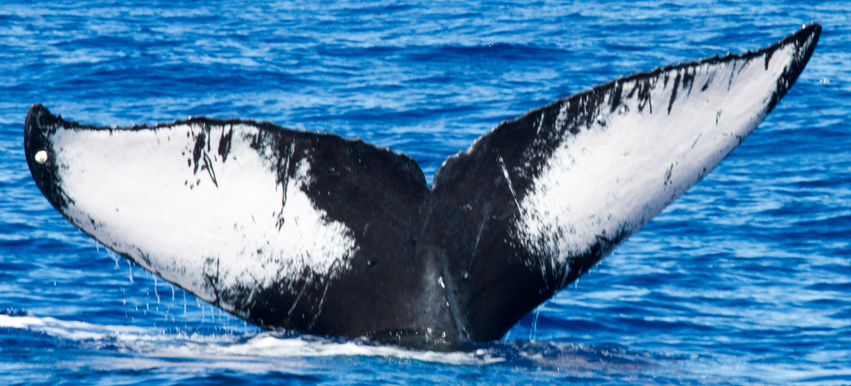 Fluke of HIHWNMS-2013-2-7_G4_A2
