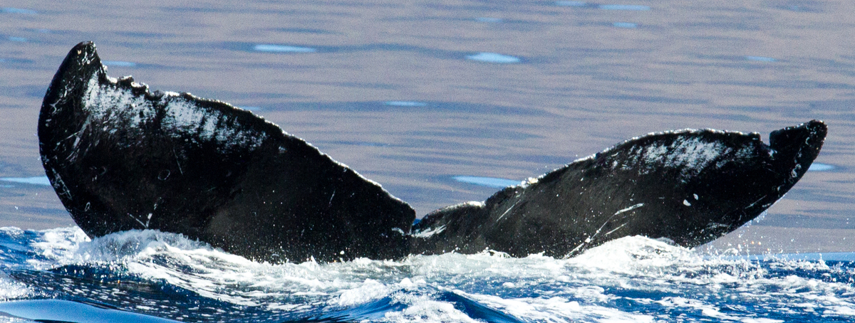 Fluke of HIHWNMS-2013-3-19_G1_A3