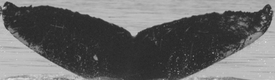 Fluke of SEAK-1277