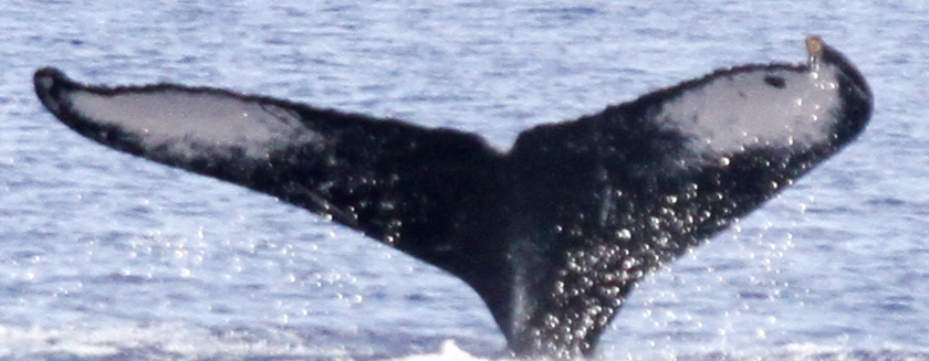 Fluke of HIHWNMS-2012-2-24_G10_A01