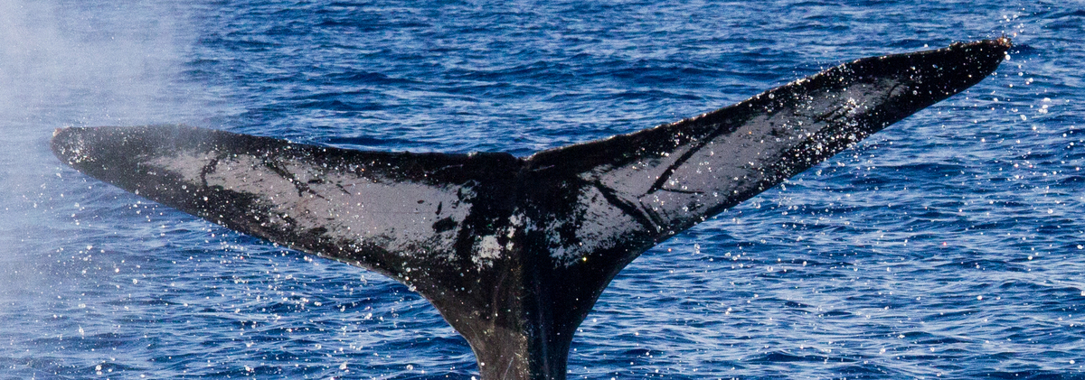 Fluke of HIHWNMS-2013-2-8_G4_A2