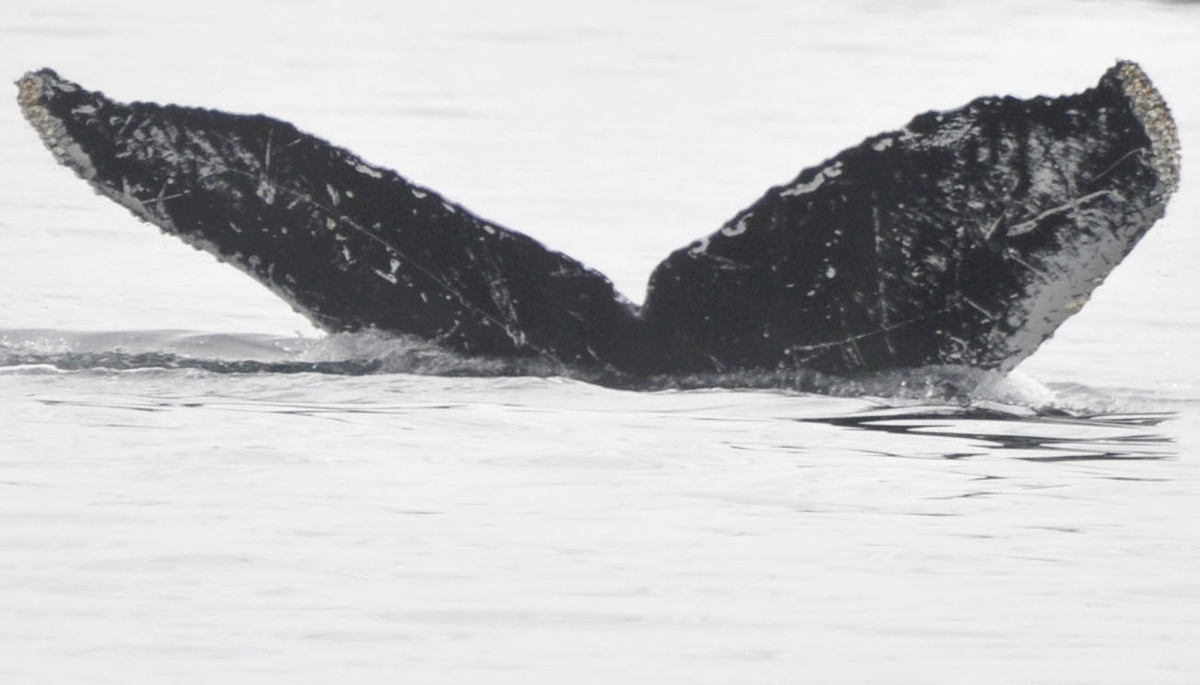 Fluke of Frankenstein (Salish Sea)