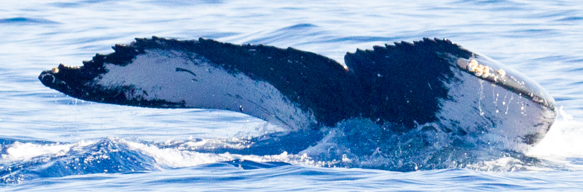 Fluke of HIHWNMS-2013-1-17_G1_A1