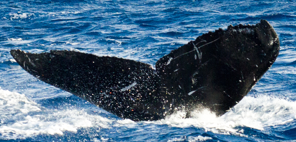 Fluke of HIHWNMS-2013-2-28_G1_O02