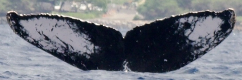 Fluke of HIHWNMS-2011-3-8_A01