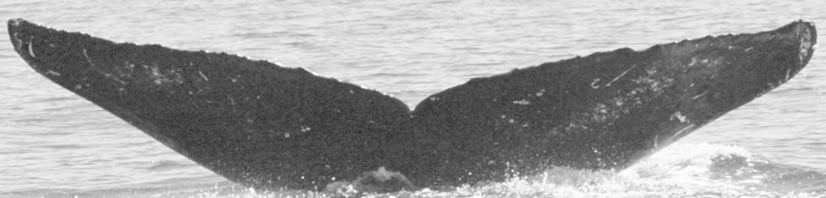 Fluke of HIHWNMS-2010-2-5_A07