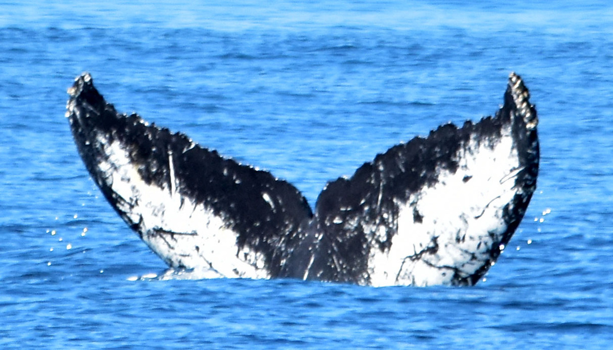 Fluke of Hornet (Salish Sea)