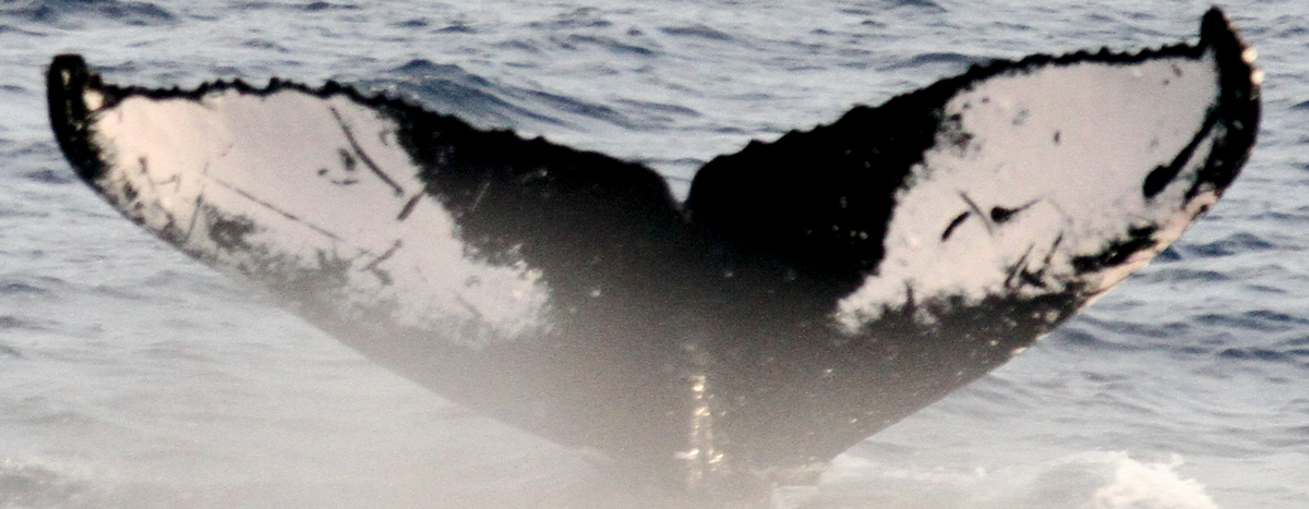 Fluke of HIHWNMS-2011-2-21_A01