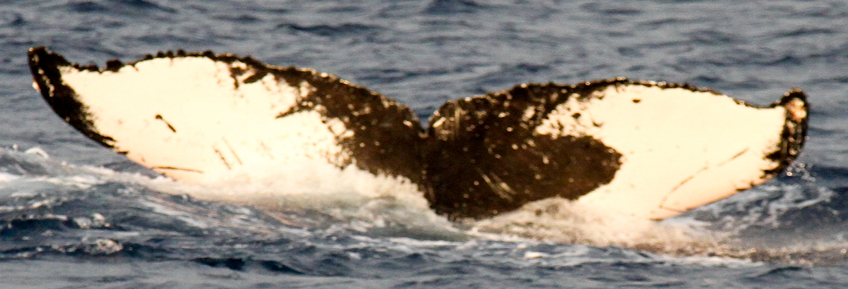 Fluke of HIHWNMS-2011-2-21_A02