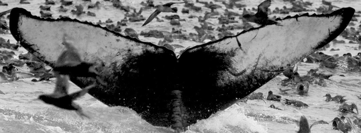 Fluke of HIHWNMS-2013-1-25_G3_A2