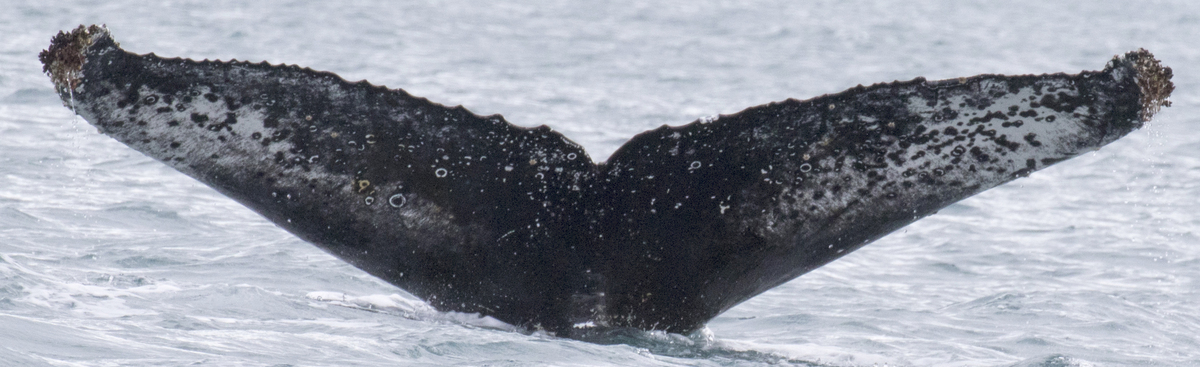 Fluke of HW-MN1302573