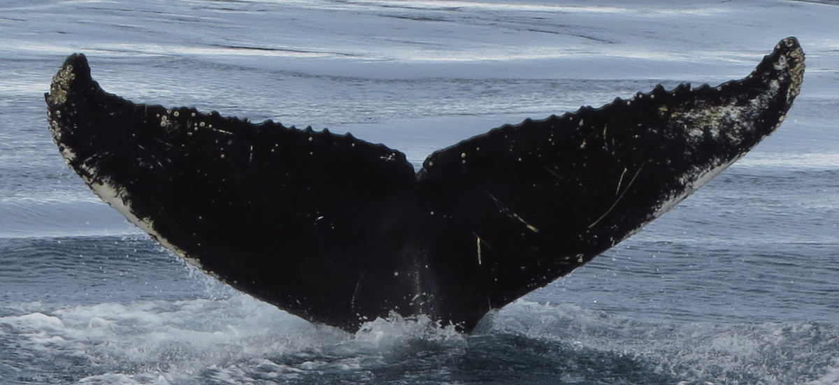 Fluke of HW-MN1302575