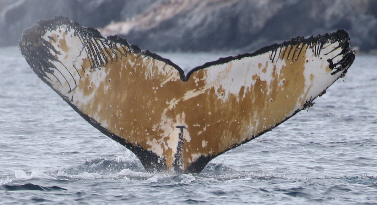 Fluke of Wally Whale (Antarctica)