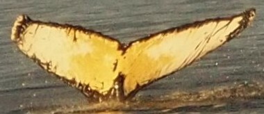 Fluke of Fluke (Antarctica)