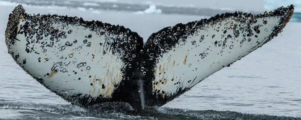 Fluke of HW-MN1302613