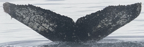 Fluke of HW-MN1302628