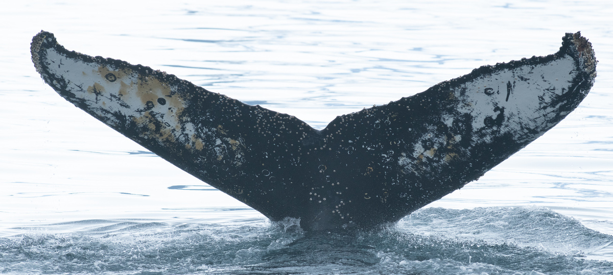 Fluke of HW-MN1302635