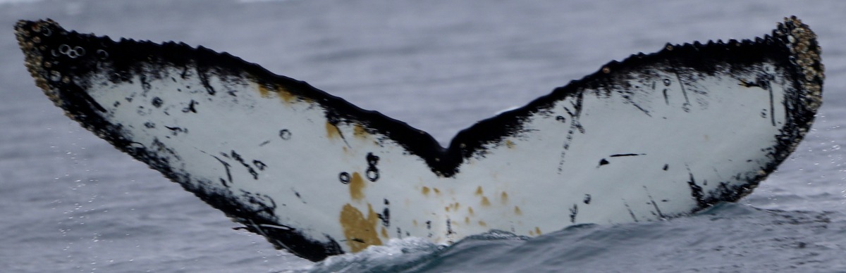 Fluke of HW-MN1302639