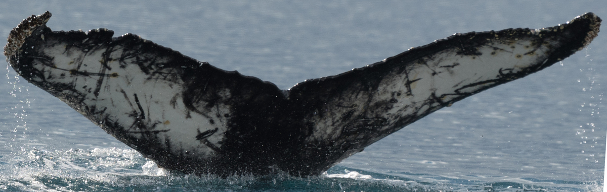 Fluke of HW-MN1302644