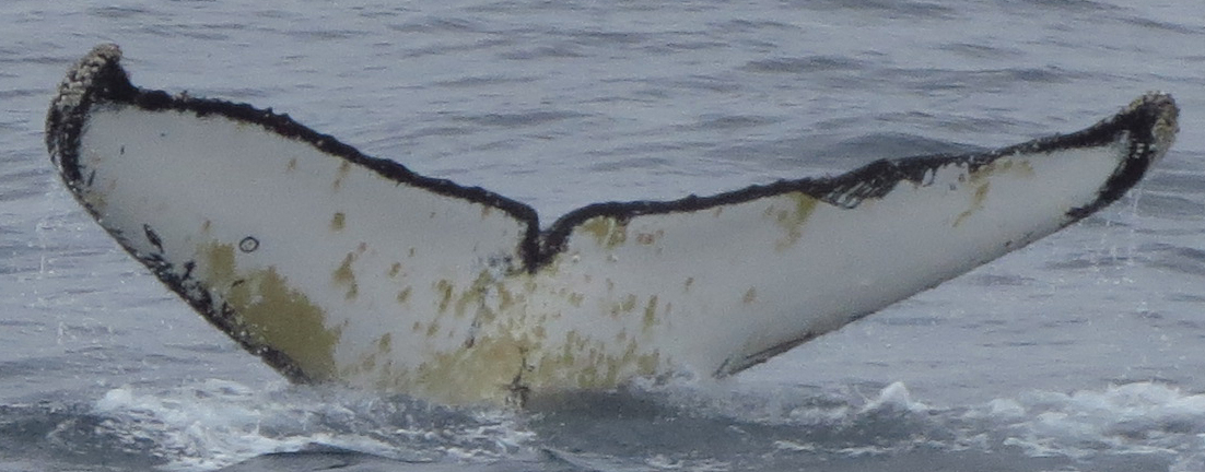 Fluke of HW-MN1302646