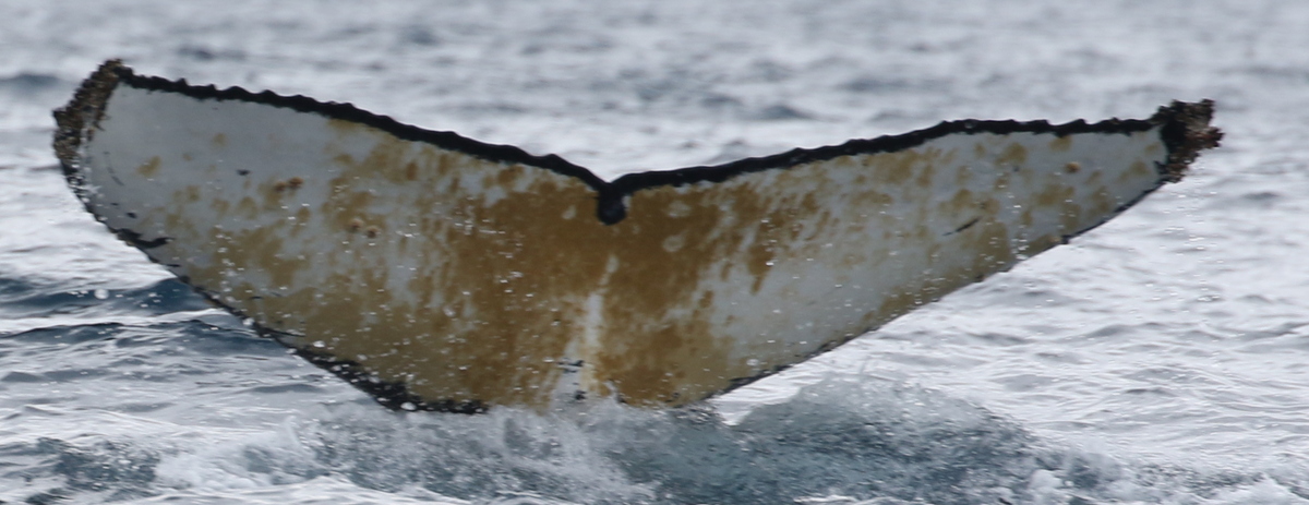 Fluke of HW-MN1302651