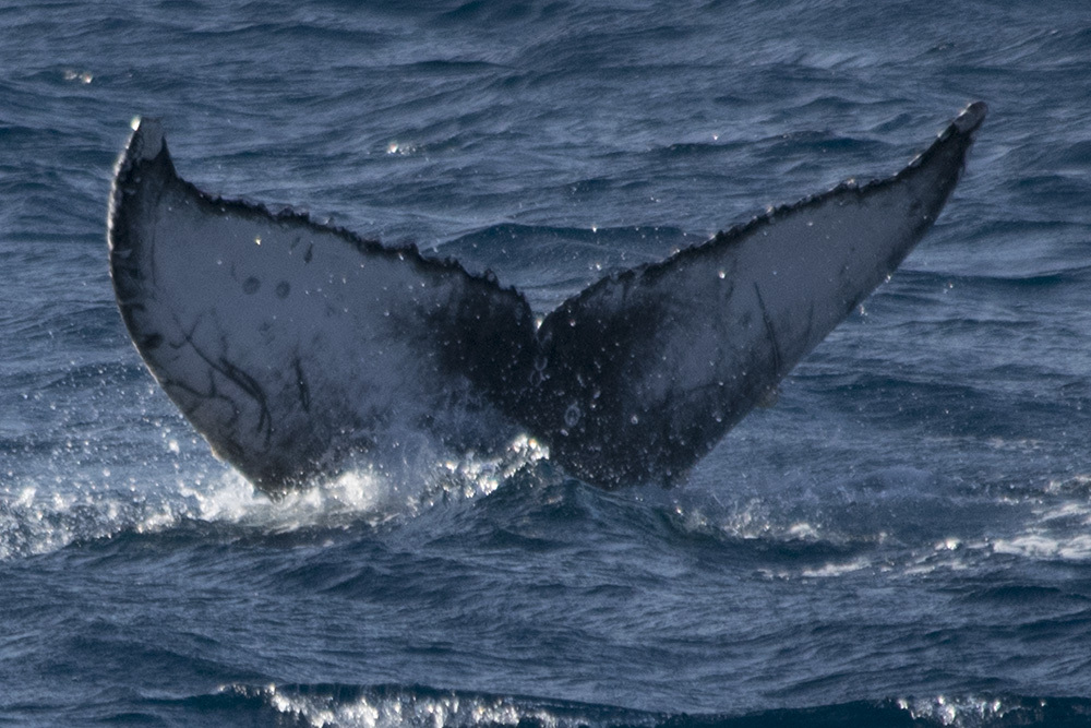 Fluke of CRC-16329