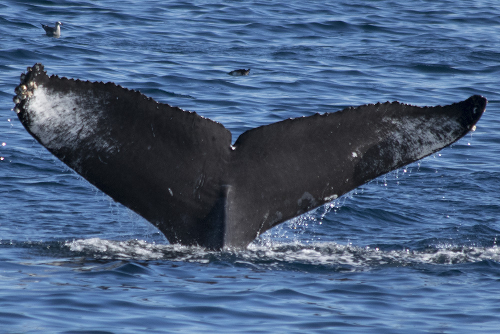 Fluke of CRC-16097