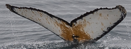 Fluke of HW-MN1302674