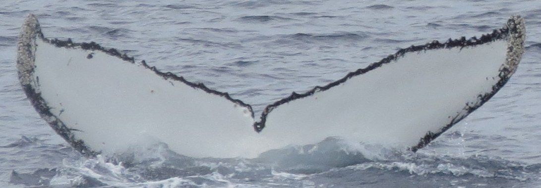 Fluke of Irmgard Edeltraud Rudolfina Radauer Wimberger (Antarctica)