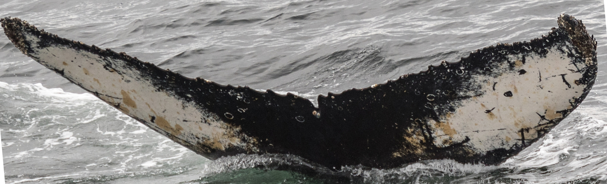 Fluke of HW-MN1302695