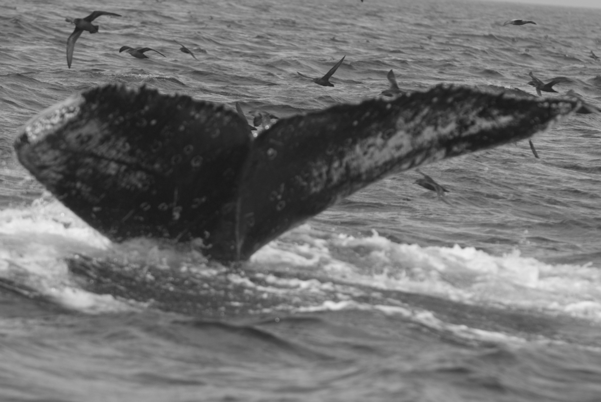 Fluke of CAEP-005
