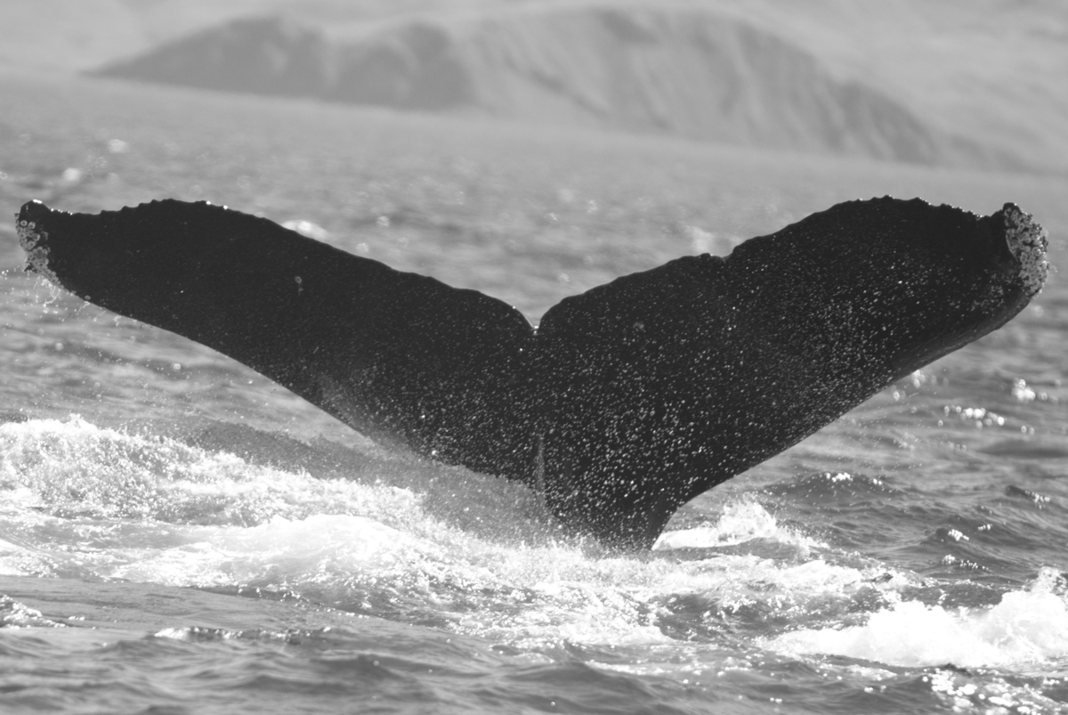 Fluke of CAEP-260