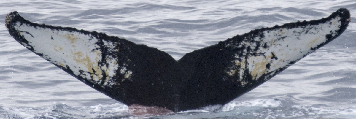 Fluke of Guayaquileña (Ecuador)