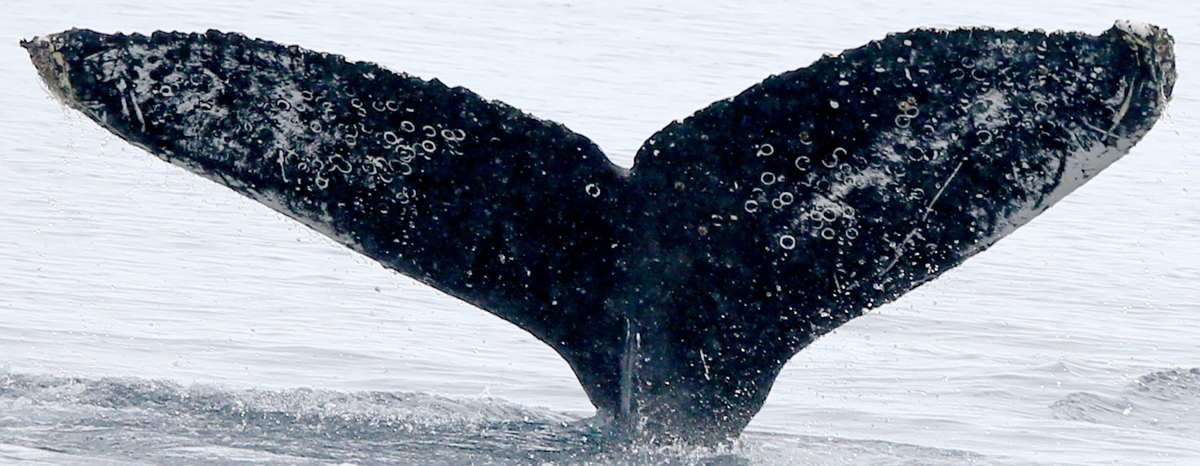 Fluke of HW-MN1302714