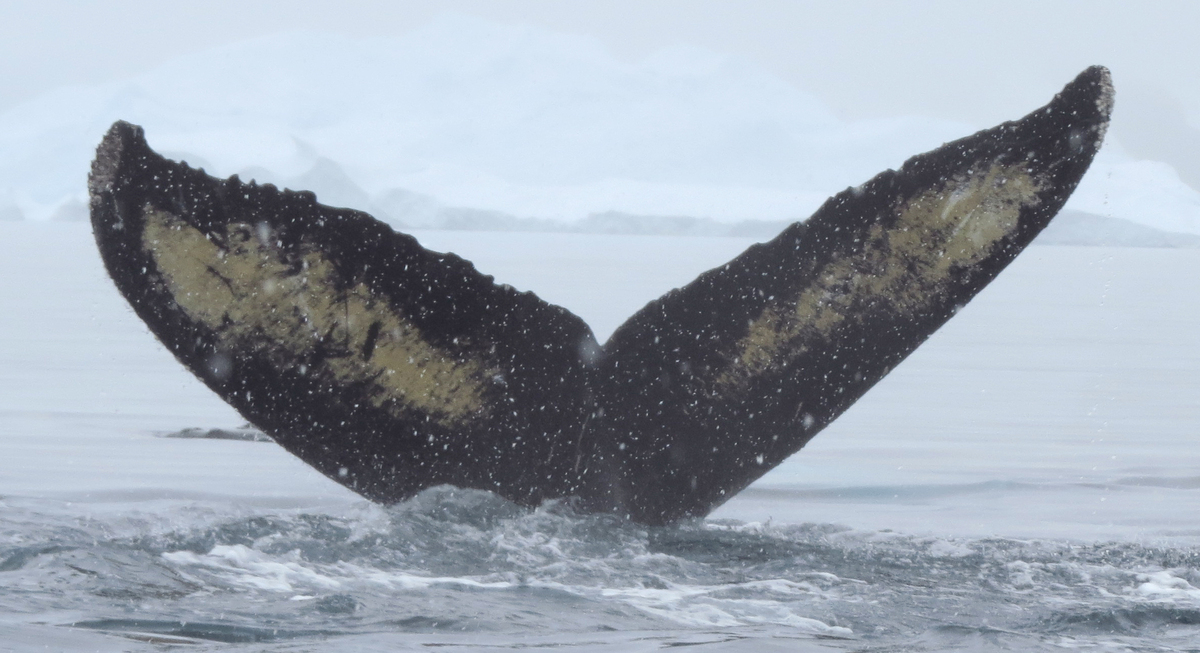 Fluke of HW-MN1302716