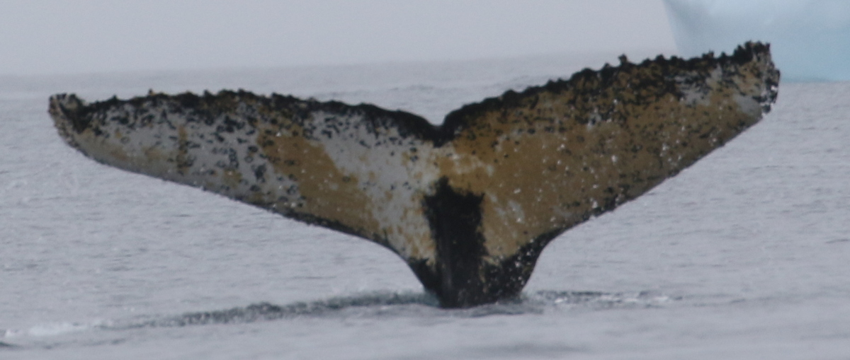 Fluke of HW-MN1302719