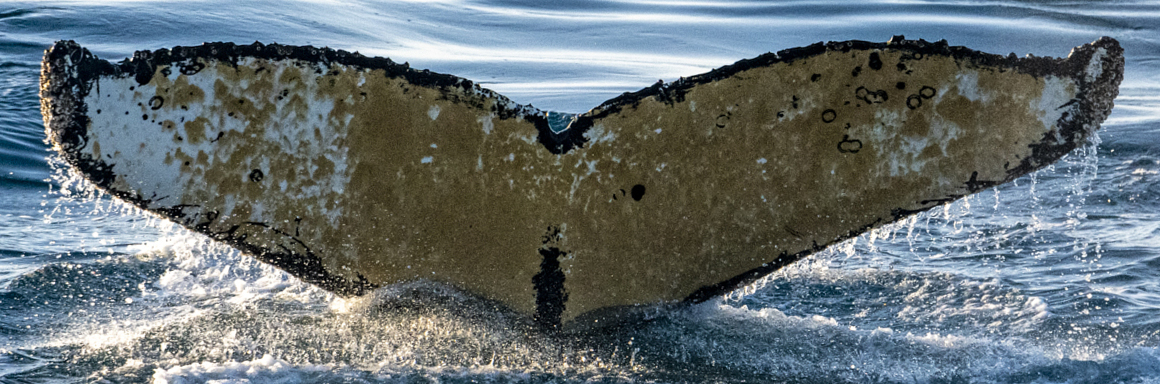 Fluke of HW-MN1302723