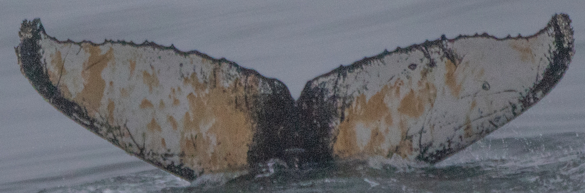 Fluke of Chimp (Antarctica)