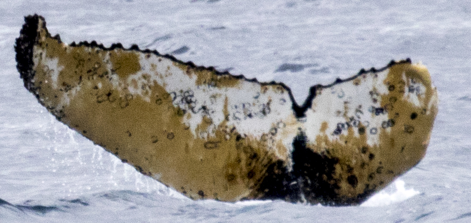 Fluke of HW-MN1302742