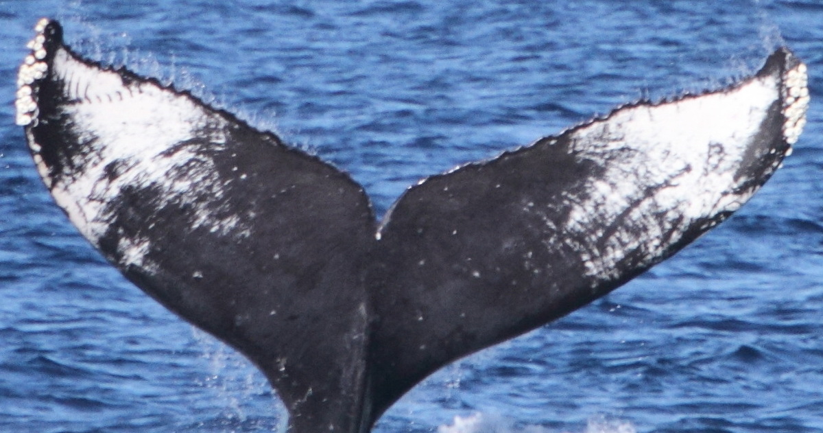Fluke of CAEP-117