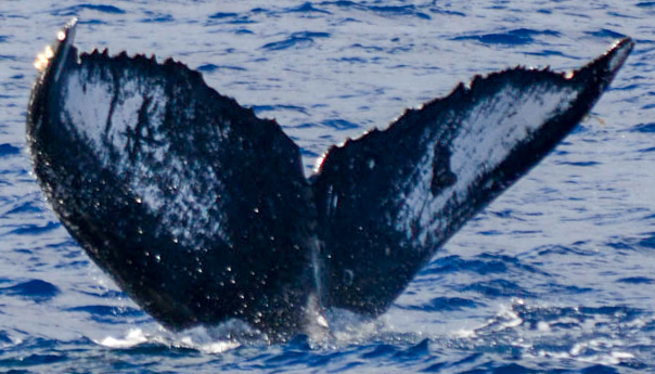 Fluke of CAEP-111
